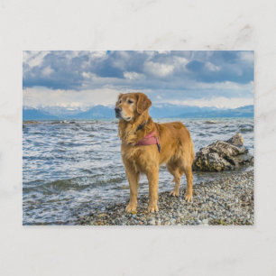 Foto på Golden Retriever-hund på strand med blå hi Vykort