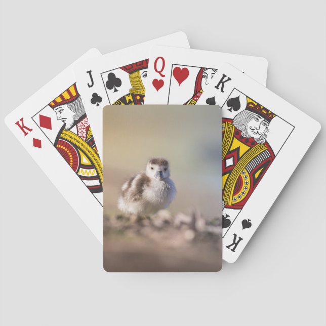Foto på Goose Chick Nature Casinokort (Baksidan)