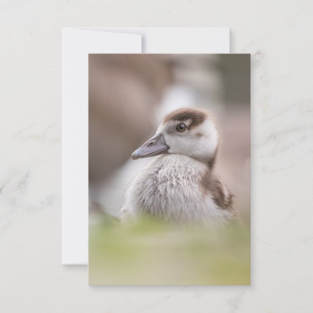 Foto på Goose Chick Nature Kort (Framsida)