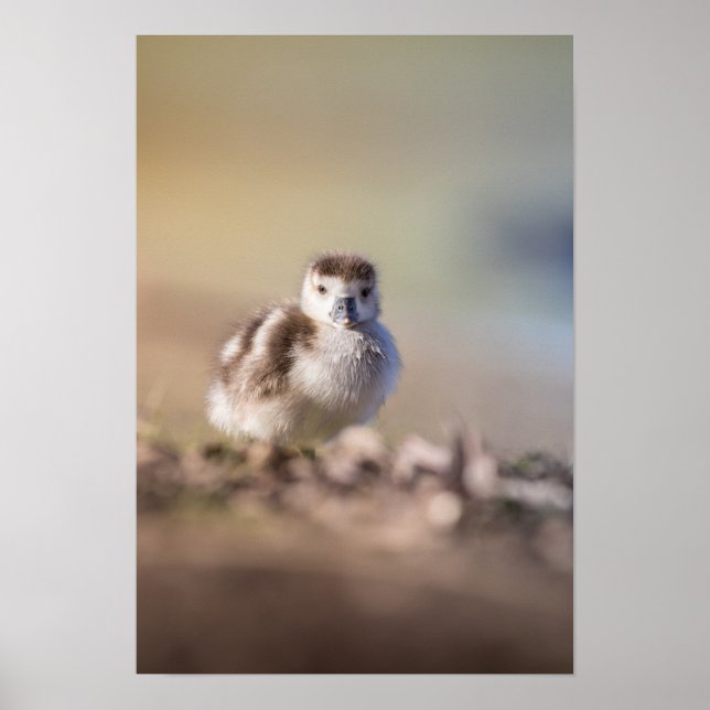 Foto på Goose Chick Nature Poster (Framsidan)