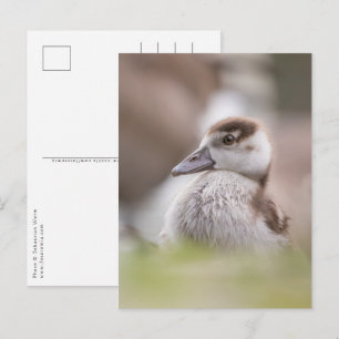 Foto på Goose Chick Nature Vykort