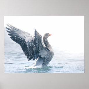 Foto på gröngädda poster