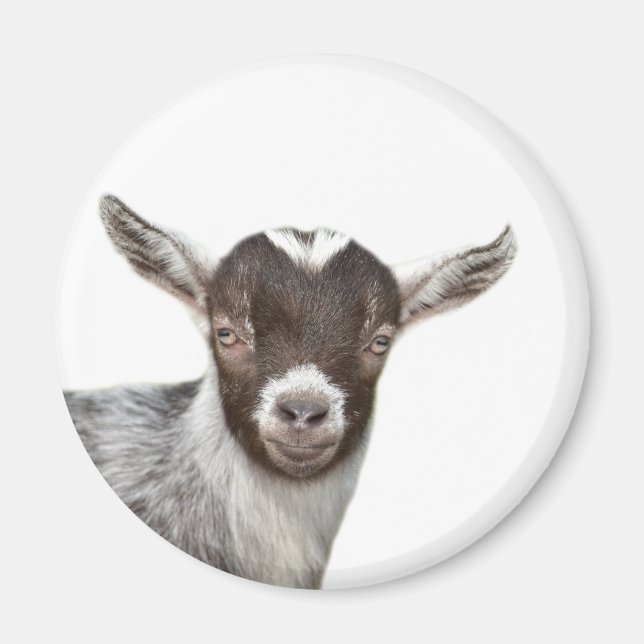 Foto på gulligt husdjur magnet (Framsidan)