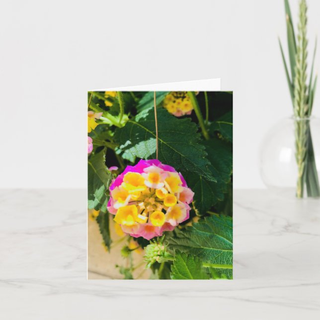 Foto på gult och rosa kort (Framsida)