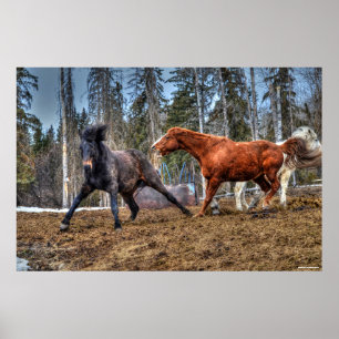Foto på häst med hästkapplöpning poster