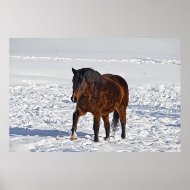 Foto på hästen Bay Winter Horse "Year of the Horse Poster (Framsidan)