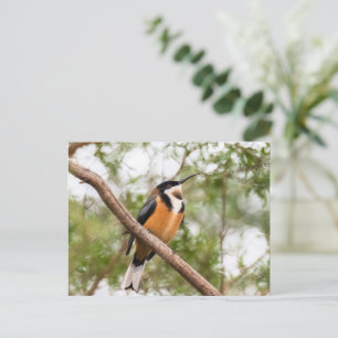 Foto på Hummingbird Vykort