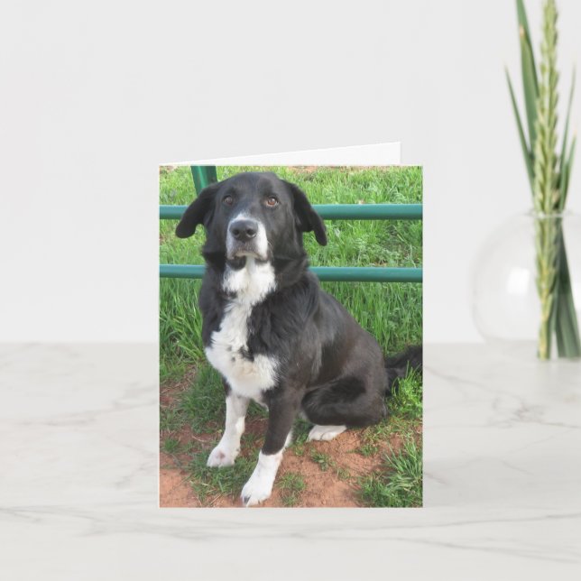 Foto på hund kort (Framsida)