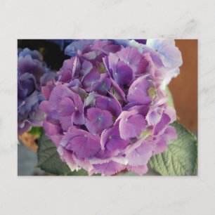Foto på Hydrangea blommigt Blommor Vykort
