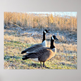 Foto på kanadagäss poster