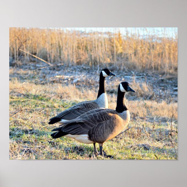Foto på kanadagäss poster (Framsidan)