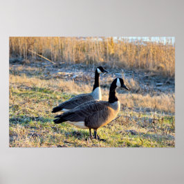 Foto på kanadagäss poster