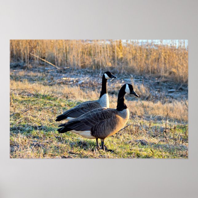 Foto på kanadagäss poster (Framsidan)