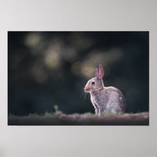 Foto på kaninens natur poster