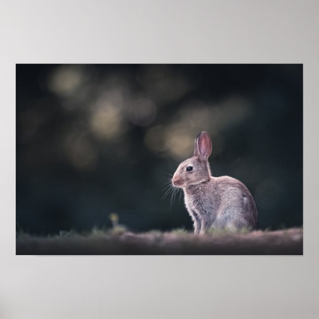 Foto på kaninens natur poster (Framsidan)