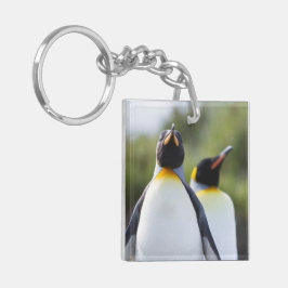 Foto på Kung Pingguins