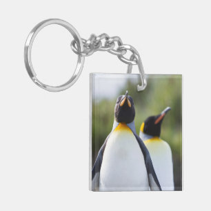 Foto på Kung Pingguins