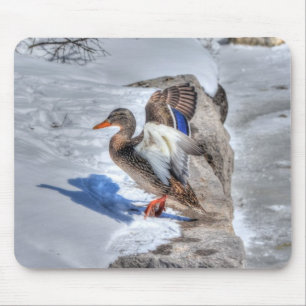 Foto på Landing Mallard Anka Birdlover Wildlife Musmatta