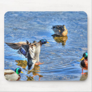 Foto på Landing Mallard Drake Birdlover Wildlife Musmatta