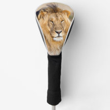 Foto på lejon vild från majestic african