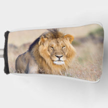 Foto på lejon vild, majestät