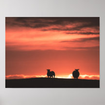 Foto på Lofoten Islands Sunset Sheep Natature Foto