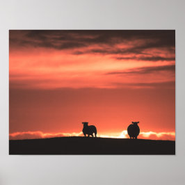 Foto på Lofoten Islands Sunset Sheep Natature Foto Poster