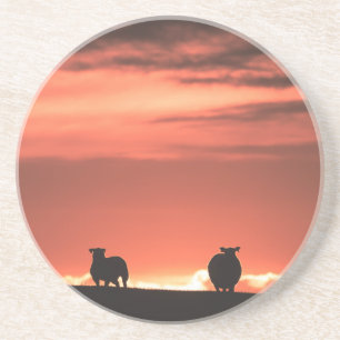 Foto på Lofoten Islands Sunset Sheep Natature Foto Underlägg