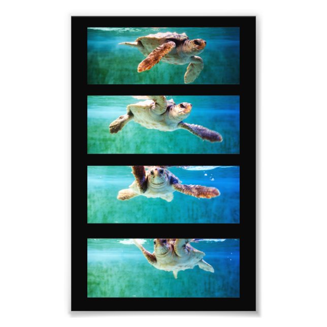 Foto på Loggerhead Sea Turtle Study (Framsidan)
