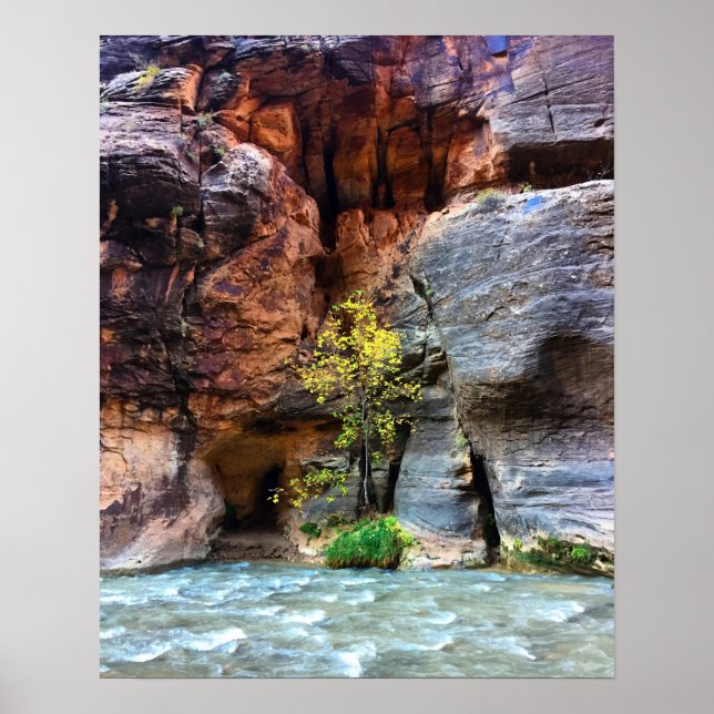 Foto på Lone Träd Zion National Park Virgin River Poster (Framsidan)