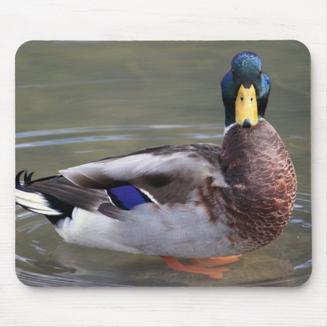 Foto på Mallard Anka Drake Vatten Musmatta (Framsidan)