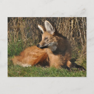 Foto på Maned varg Vykort