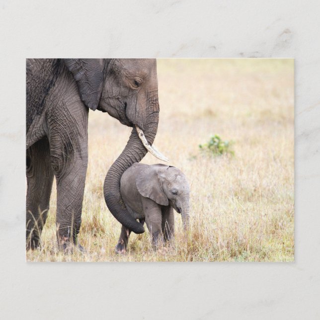 Foto på Motherly kärlek elephant baby Vykort (Framsida)