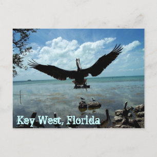 Foto på nyckel Väster Florida Pelican Wildlife-pos Vykort