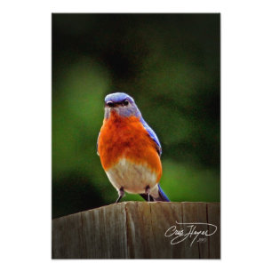 Foto på östra Bluebird Wall Decor Photo