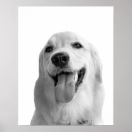 Foto på peekaboo, svart eller vitt hund, sällskaps poster