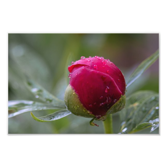 Foto på pionblomma efter regn (Framsidan)
