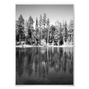 Foto på Ponderosa-tallar reflektion