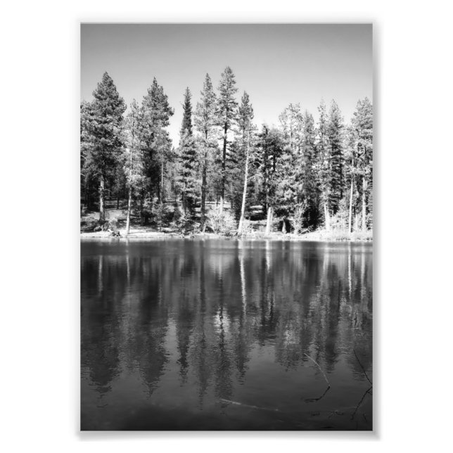 Foto på Ponderosa-tallar reflektion (Framsidan)
