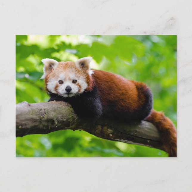 Foto på Red Panda Bear Vykort (Framsida)