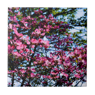Foto på rosa blommar dogwood träd kakelplatta