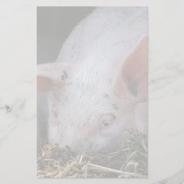 Foto på Rosa gris Brevpapper (Framsida)