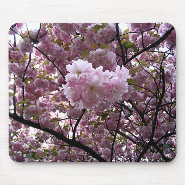 Foto på rosa körsbärsblomstrande träd musmatta (Framsidan)