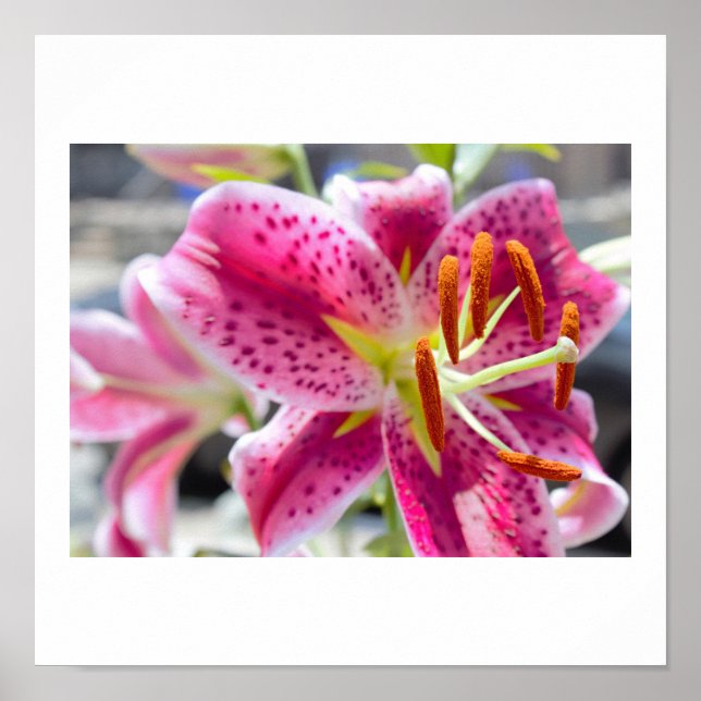 Foto på rosa liljeblomma poster (Framsidan)