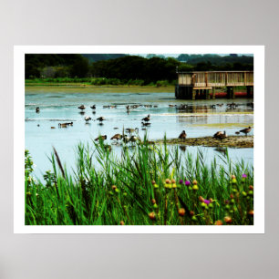 Foto på scenen Sjö med dockan Cattails Ankor Poster