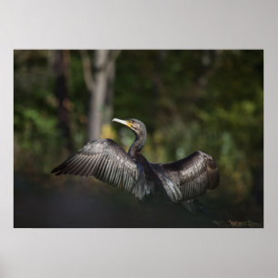 Foto på skarvnaturen poster