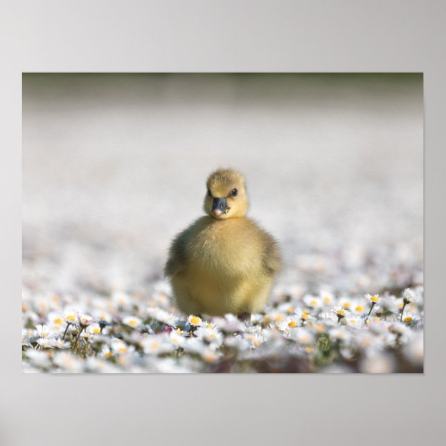 Foto på slunga poster (Framsidan)