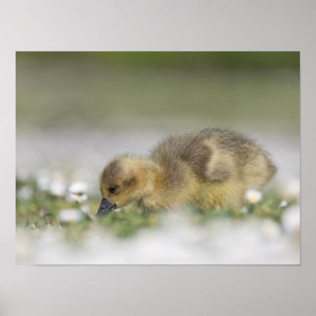 Foto på slunga poster (Framsidan)