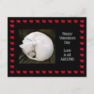 Foto på söt vit hund hoprullad som en katt vykort