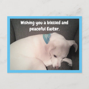 Foto på sött hund som sover lugnt blå påsk vykort